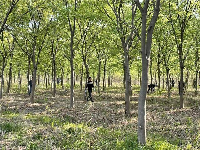 不负春光起好步 整枝修剪正当时——射阳县沿海资源发展服务中心组织工作人员开展整枝修剪管护活动