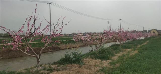 新东村——生态家庭农场书写农村产业融合发展新篇章