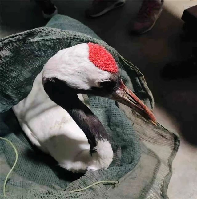  泰州兴化市安丰镇积极救助国家一级保护动物
