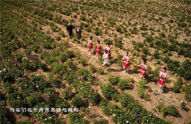 江苏省泰兴市黄桥褚扬农场芍药园：浅醉流年