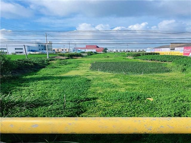 兴化市新垛镇丰乐村：清剿水葫芦，护佑水清河畅