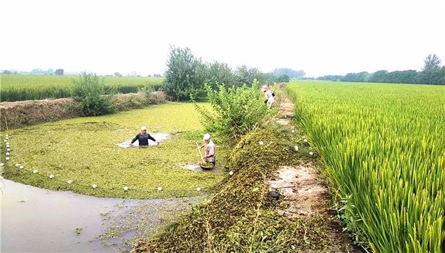 兴化兴东镇：分级管护水环境  合力清剿水花生