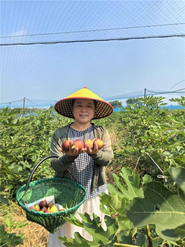 八尺沟村无花果种植园结盟“产加销”—— “美丽包袱”变身“美丽经济”