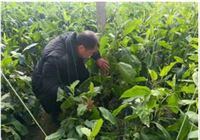 坚守农安一线 护航新春佳节——曹市镇农技监测人员用责任守护乡亲“舌尖安全”